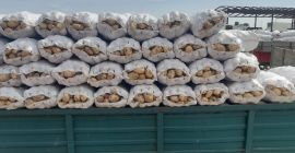 The agricultural cooperative sells new white Romanian potatoes from