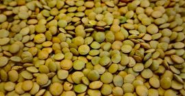 Green Canadian lentils, of own production