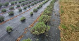 Cut lavender or just the flower
