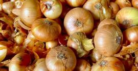 Flat onion, own cultivation 2025