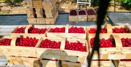 Cluster cherry Cluster cherry for sale Price PLN 10