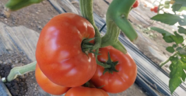 I sell fresh, tasty tomatoes from the sun, picked