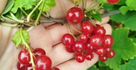 Ich verkaufe rote Johannisbeeren von Jonker van Tes, zum