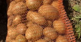 Producator ofer spre vanzare CARTOF alb in cantitati mari.