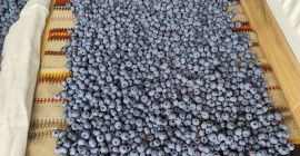 Hallo, ich verkaufe Heidelbeeren aus meiner eigenen Plantage. Sehr
