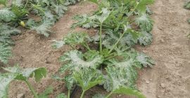 Hello, I&#39;m selling green zucchini. Price: 2 PLN per