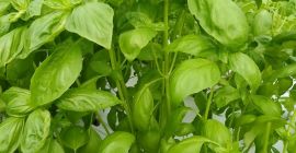 Voi vinde busuioc proaspăt vrac 50-200 kg.