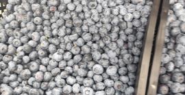 American blueberries for sale. 1-5 tons. Caliber 14+. DUKE