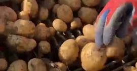 Продавам потребителски картофи в големи количества над 100 тона