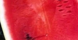 High quality Hungarian melons between 5-10 kg. Packed in