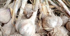 Vendo aglio invernale harnaś, calibro 4-5+