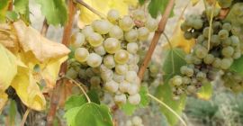 High-quality Hungarian grapes such as Leányka/Dziewczynka (white, Hungarian variety),