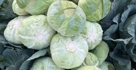 1000kg cabbage for sale Crusoe F1