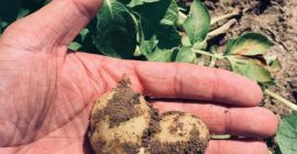 Ponc offers edible potatoes for sale – fresh, tasty,