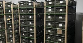 Export de pepene galben proaspăt din Uzbekistan 1 kg