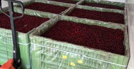 Този сезон предлагаме вишни с индустриален клас от сорта