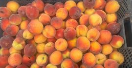 Продавам праскови Харнаш след градушка. Големи количества, телефонен номер:
