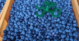 Mirtilli freschi 100% biologici con certificazioni GG, GRASP ed