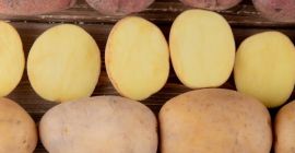 Frische albanische Kartoffeln – Saisonstart in 3 Monaten. Wir