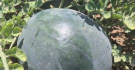 Pepene verde proaspăt din Lorca (Murcia), cultivat sub soarele
