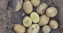 We Are A potatoes producers, High Quality Agata and