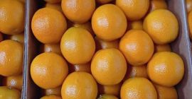 Raees Group vous présente l’orange, un fruit savoureux aux