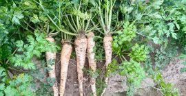 I have very nice long parsley for sale.