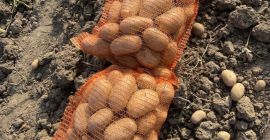 Kartoffeln werden im Großhandel in 25-kg-Nettopaletten oder 1000-kg-Big Bags