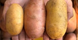 The potatoes are Red Lady. Queen Anne. And Prada.