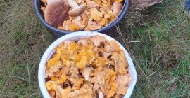 I will sell chanterelles straight from the forest, they