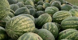 Продавач: Лукиян Лазаров Пивнице, община Бачка Паланка, Сърбия –