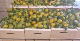 Abbiamo mandarini Satsuma (Iwasakis, Okitsus, Satsuma). Sono i primi