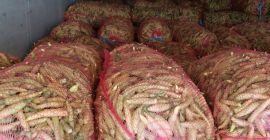 On offer from August to October are red pepper