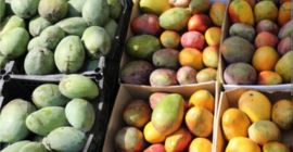 Продаю египетское манго, лучшее в мире. Напрямую от производителей.
