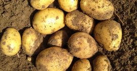 Ich verkaufe Kartoffeln der Sorte Carrera im 25kg-Paket oder