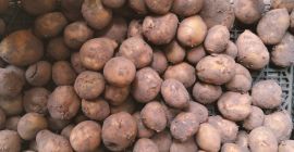 I have 5 tons of potatoes for sale. Redsonia