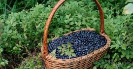 I will sell pure mountain berries, fresh harvest every