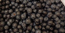 Heidelbeeren frisch. 150 CZK pro Kilo. Wir nehmen Bestellungen