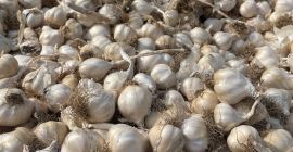 Large garlic 1.7 lej Small garlic 1.3 lej For