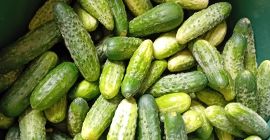 I am selling cucumbers from my own cultivation.