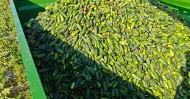 I&#39;m selling 9-12cm field cucumbers, 3-4 tons per day,