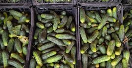 Field cucumbers tel [phone]