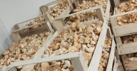 Продаћу јестиви вргање и трновиту печурку.