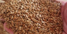 We offer Organic-biosuisse oat, 50 tonns, high quality, price