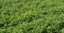 Hello, we are young farmers [phone] we have planted