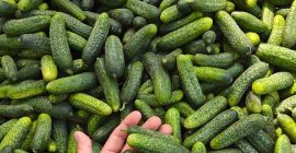 I&#39;m selling bulk field cucumbers. 1-10 tons per day.