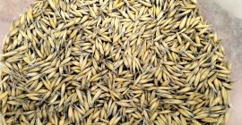 I will sell oats from the 2025 harvest, bingo