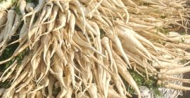 Parsley root affordable price