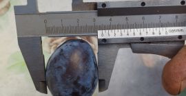 Stanley-Pflaumen – Ernte 2025 Verfügbare Menge: 20 Tonnen Sorte: