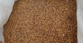 5 Tonnen Bio Dinkel, Franckenkorn ist zu verkaufen. In